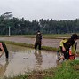 Telkom University Jakarta Akreditasi