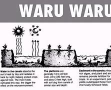 Waru Adalah Bahasa